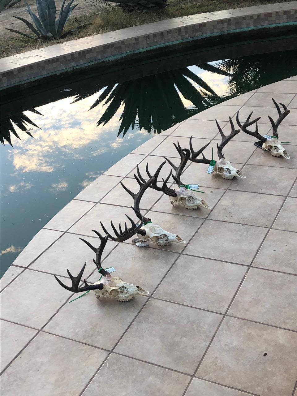 Coues whitetail trophies