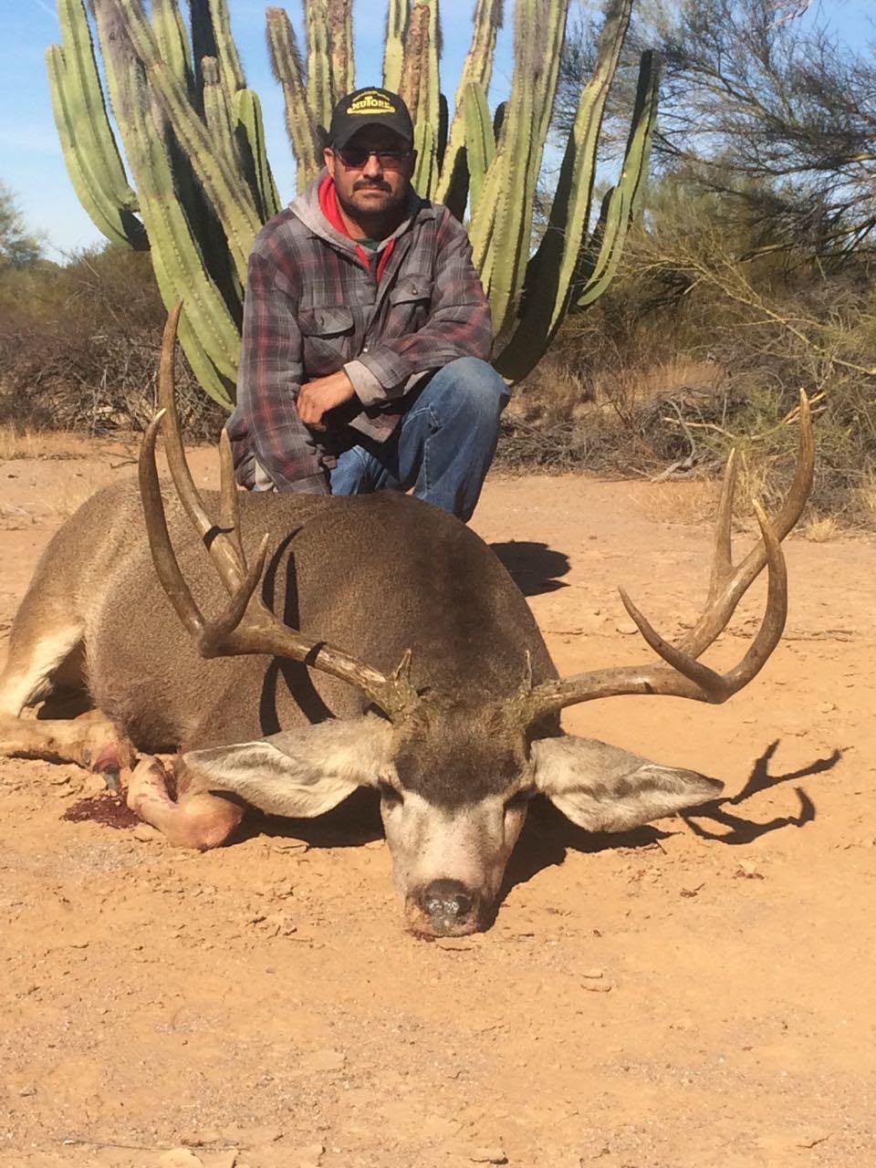 Mule deer in desert terrain