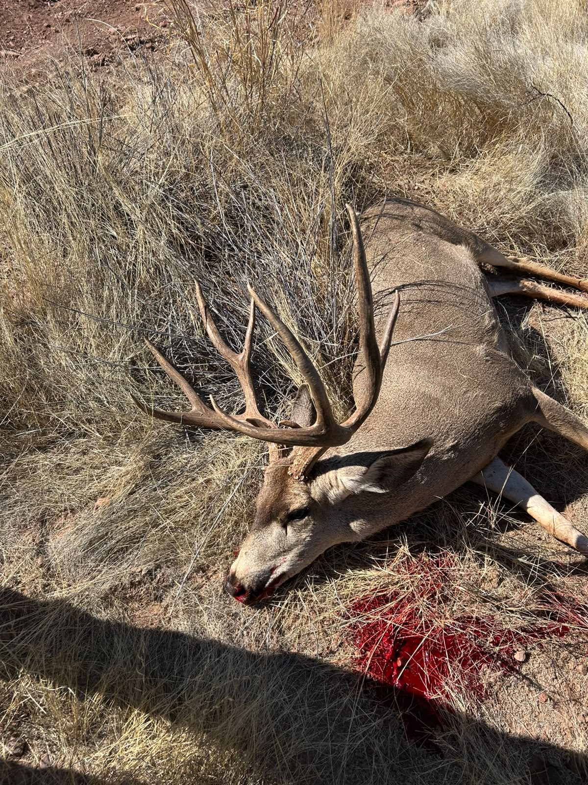 Sonora mule deer trophy