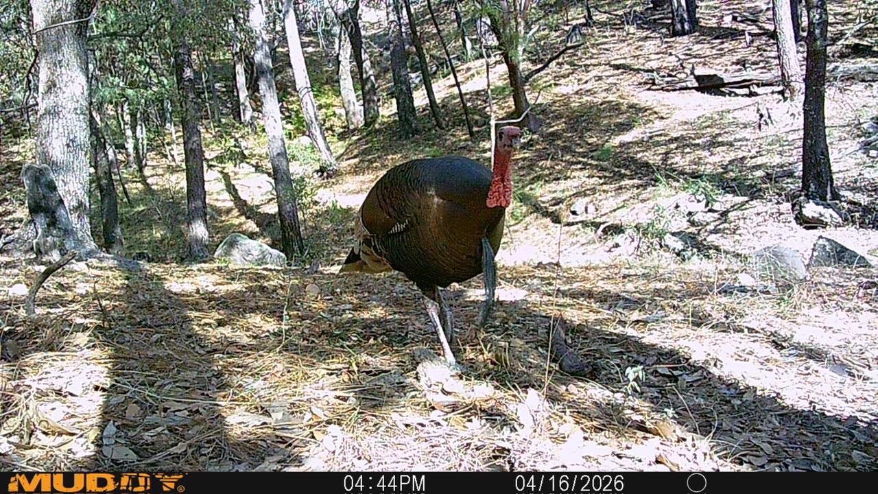 Wild Gould's turkey in the mountains