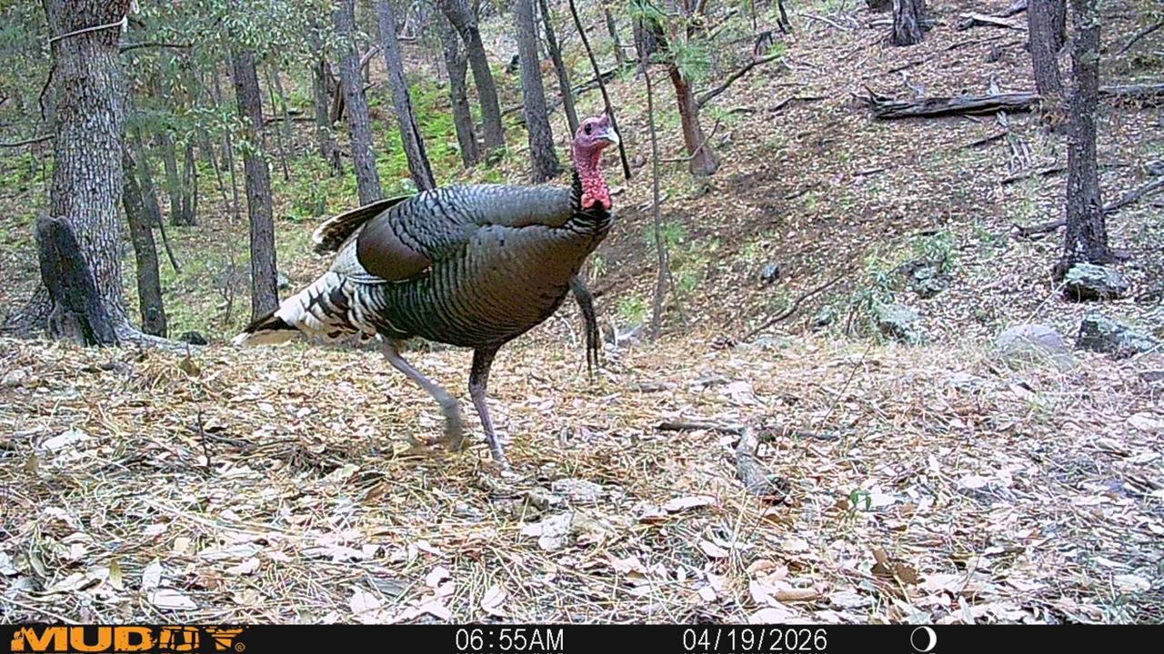 Gould's turkey trail camera image